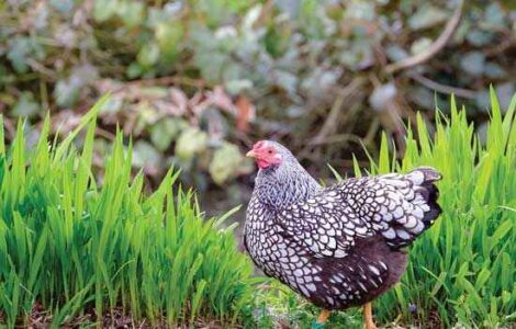 North American Poultry Census Results Image